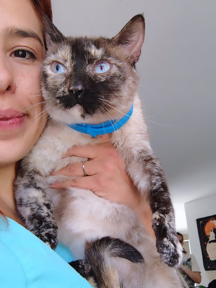 Gata adulta en adopción responsable en Bogotá 