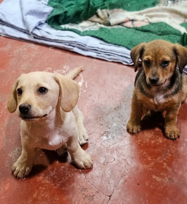 Dos cachorros de raza mixta buscan hogar en Pereira 