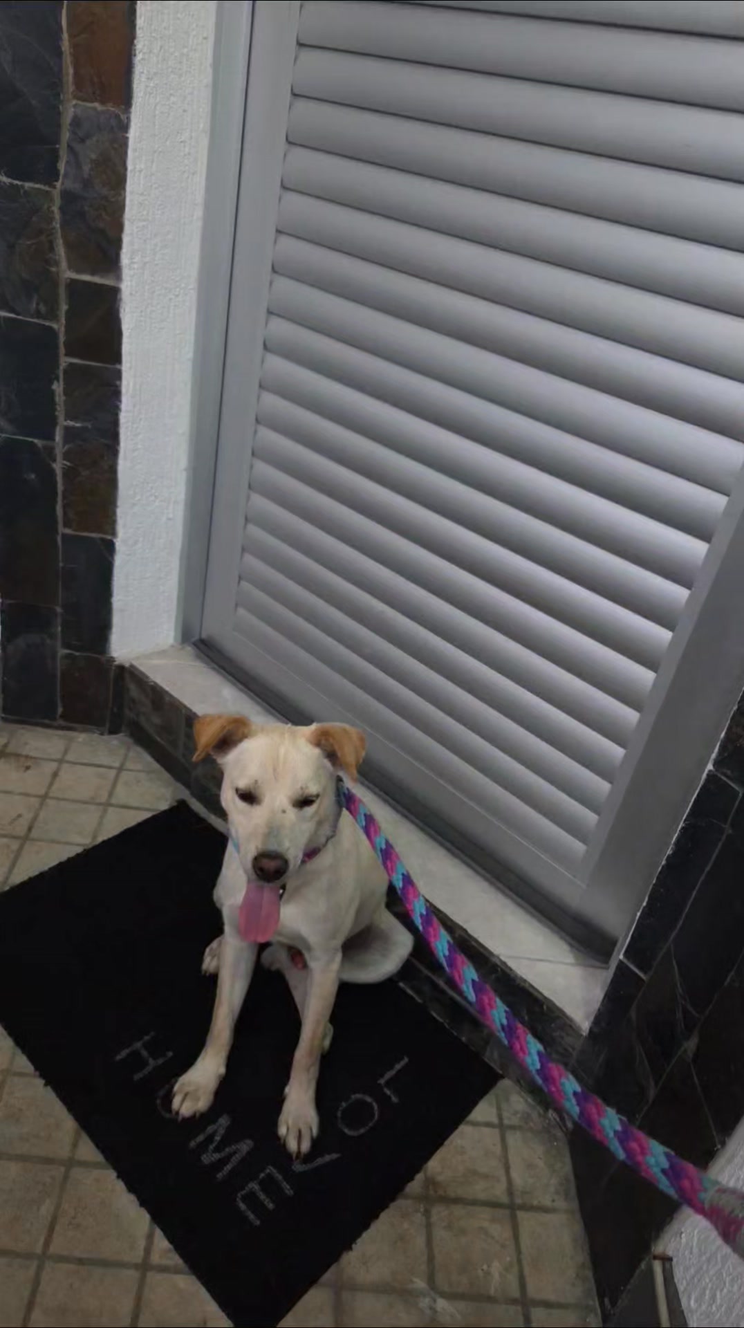 Niko en adopción en Armenia, Quindío 