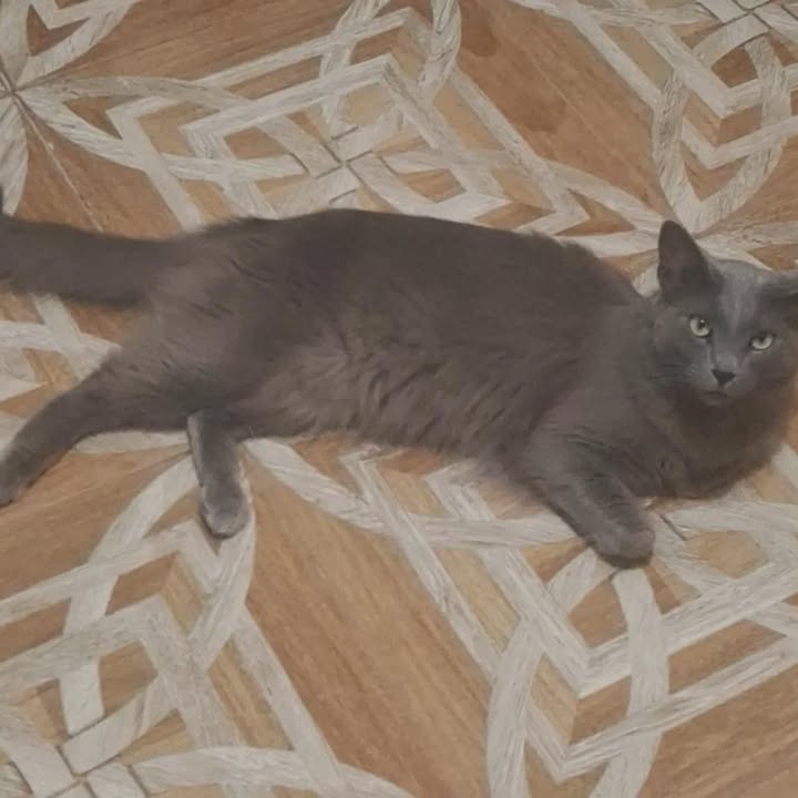 Gatitos en adopción en Pereira, Risaralda 