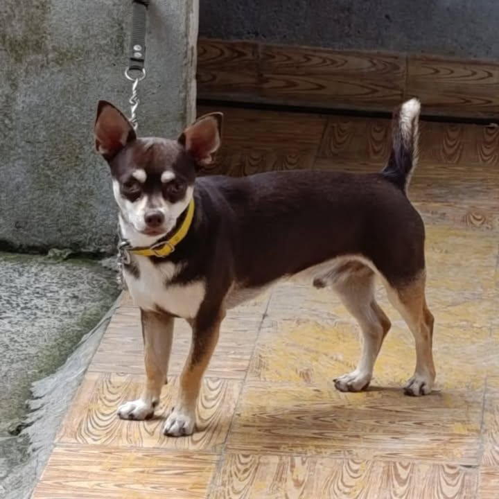 Cachorro de 11 meses busca hogar en Pereira, Risaralda 