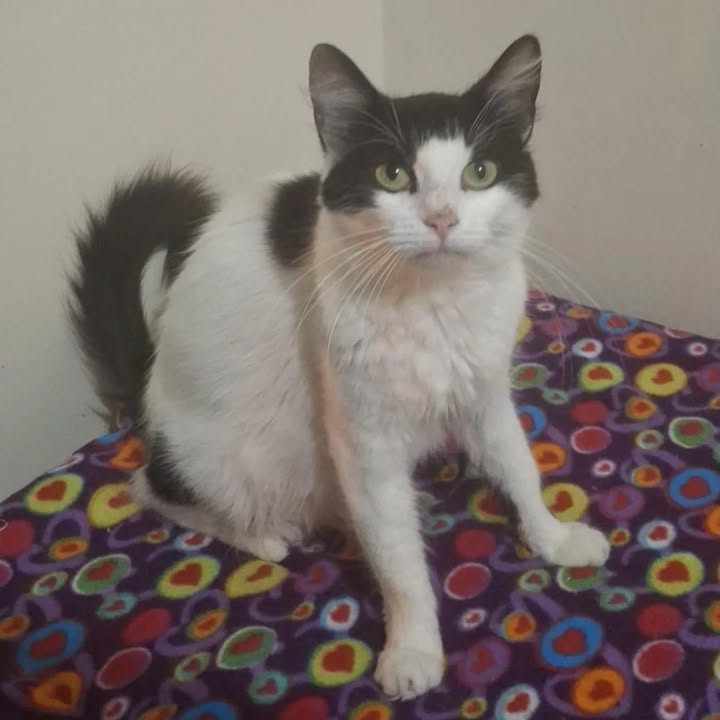 Gatitos en adopción en Pereira, Risaralda 