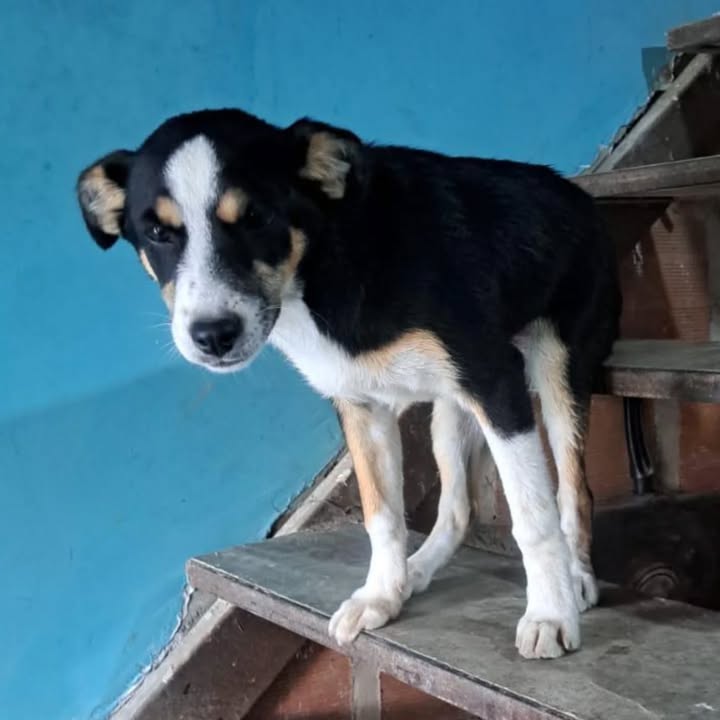 Perra en adopción urgente en Pereira, Risaralda 