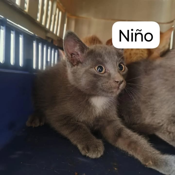 Gatitos en adopción en La Victoria, Valle 