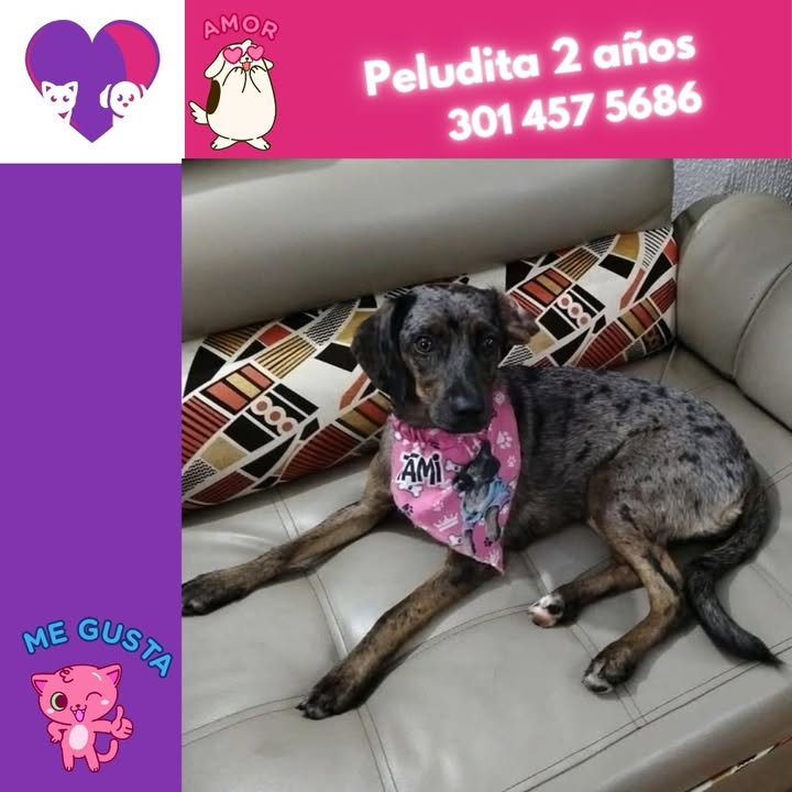 Adopta un peludo en Bogotá: ¡encuentra tu compañero ideal! 