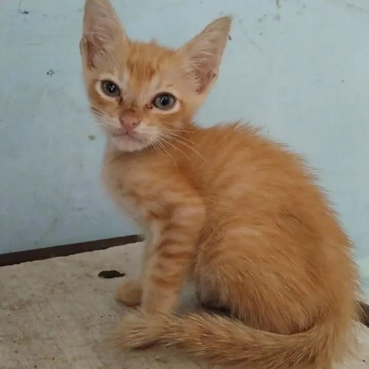 Gatitos en adopción en La Victoria, Valle 