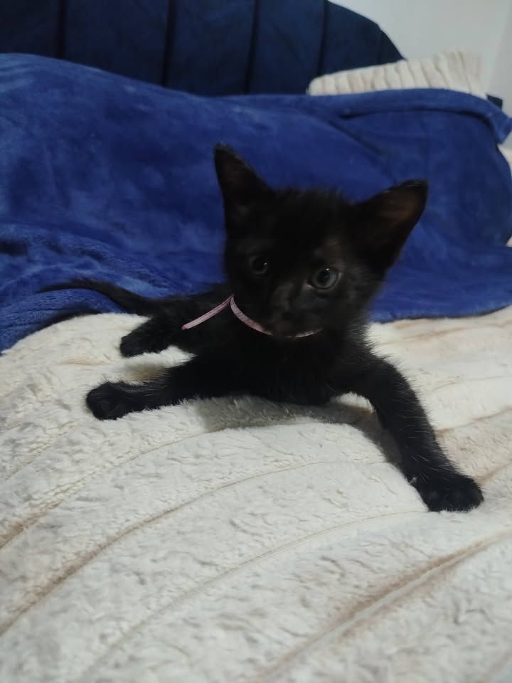 Gatitos en adopción en Bogotá 