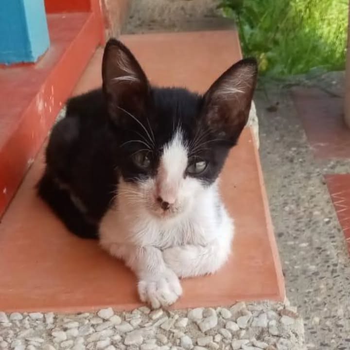 Gatito en adopción en Pereira 