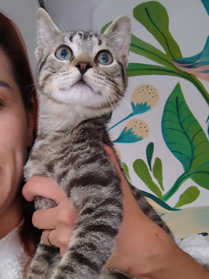 Gato rescatado en adopción responsable 