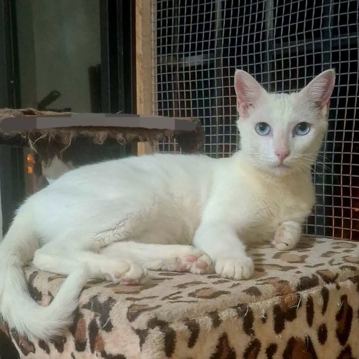 Gatitos en adopción en Pereira, Risaralda 