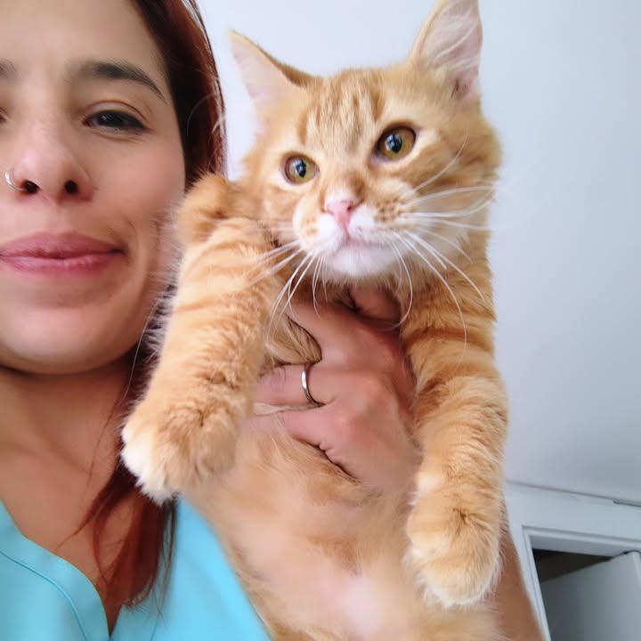 Gato Aarón busca hogar definitivo en Bogotá 