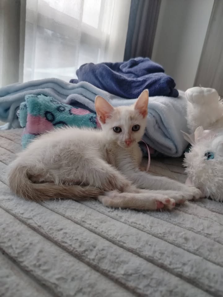 Gatitos en adopción en Bogotá 