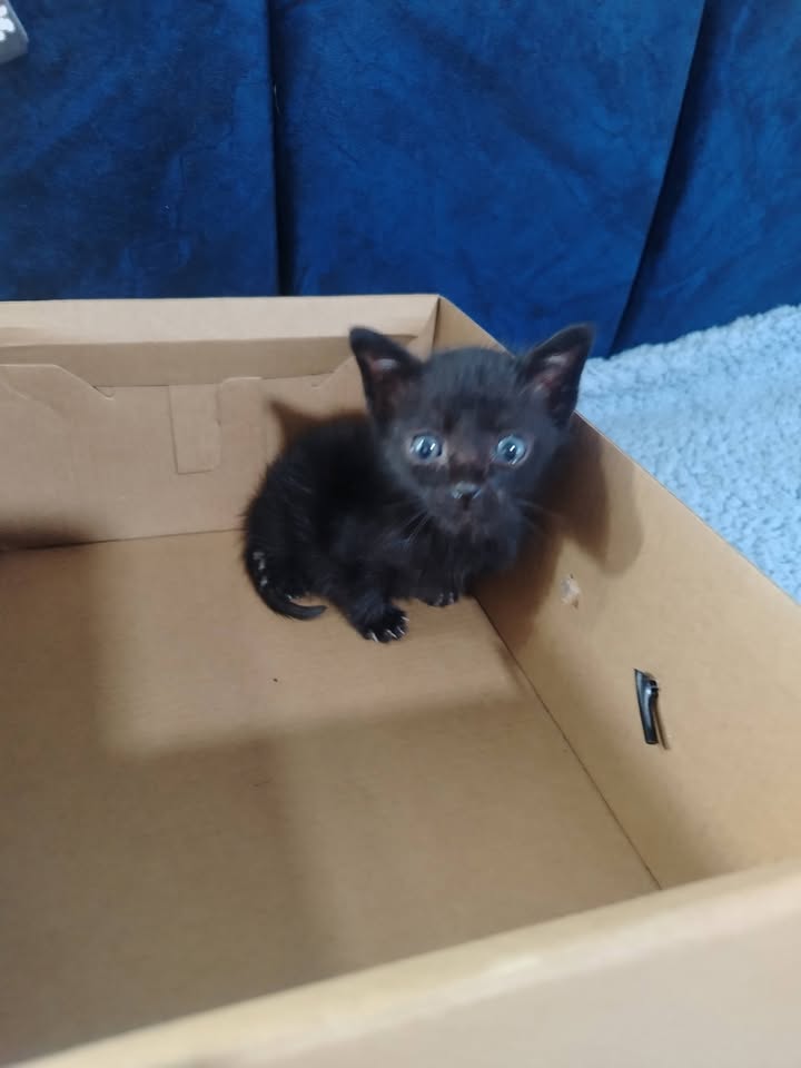 Gatos en Adopción Bogotá Colombia 