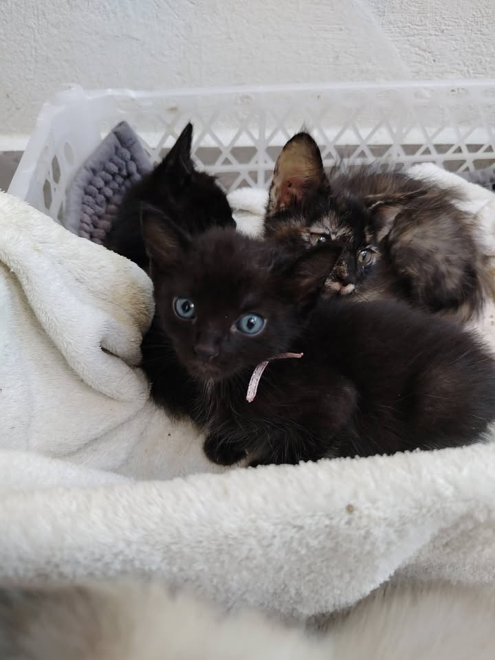 Gatos en Adopción Bogotá Colombia 