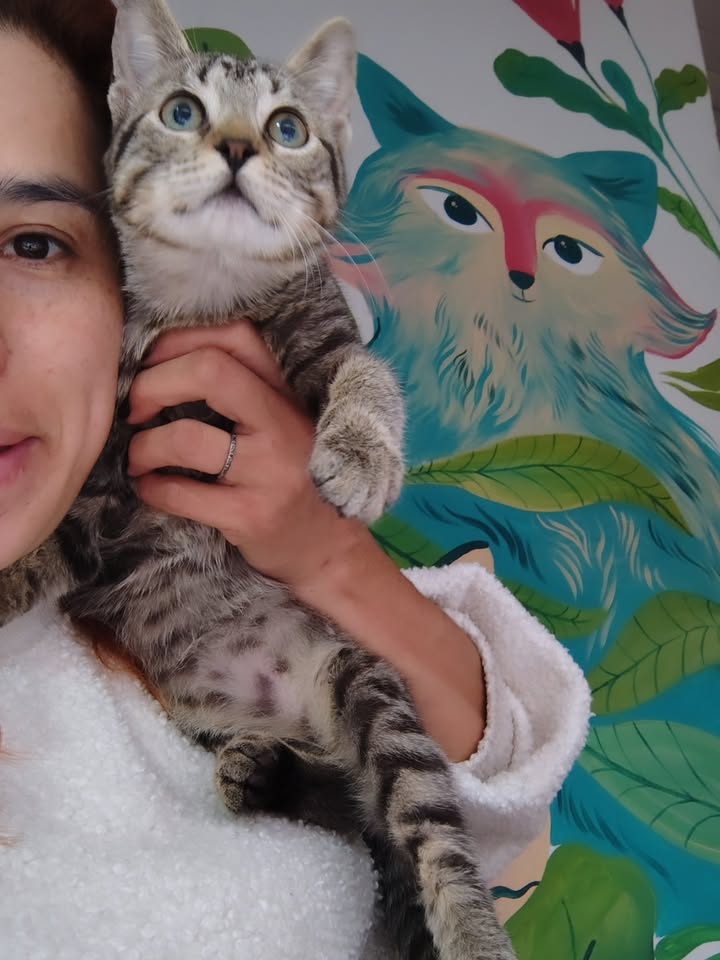 Gato rescatado en adopción responsable 