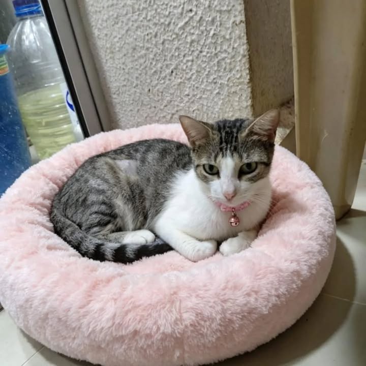 Linda gatita de 8 meses busca hogar en Pereira 