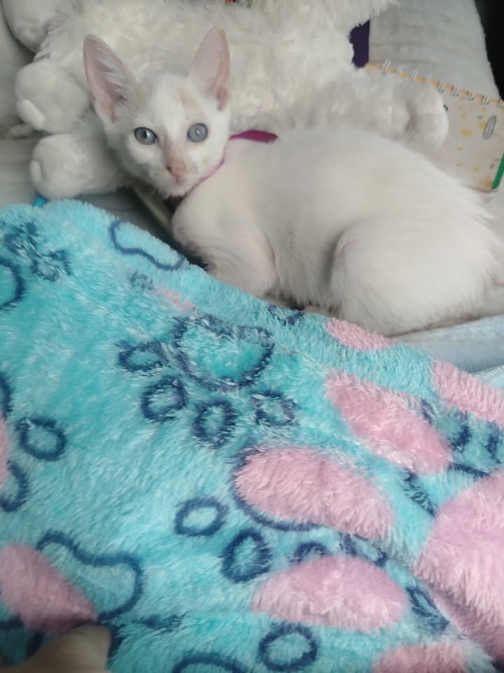 Gatos en Adopción Bogotá Colombia 