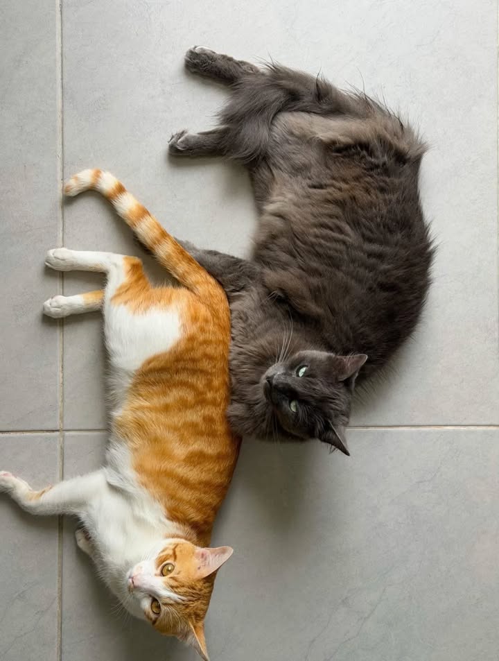 Adopción de gatos en Pereira, Risaralda 