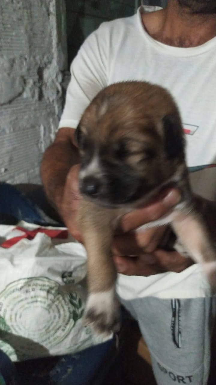Adopción responsable cachorros y ayuda para madre en Amagá, Antioquia 