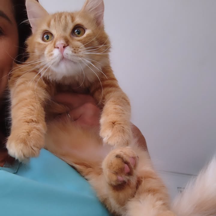 Gato Aarón busca hogar definitivo en Bogotá 