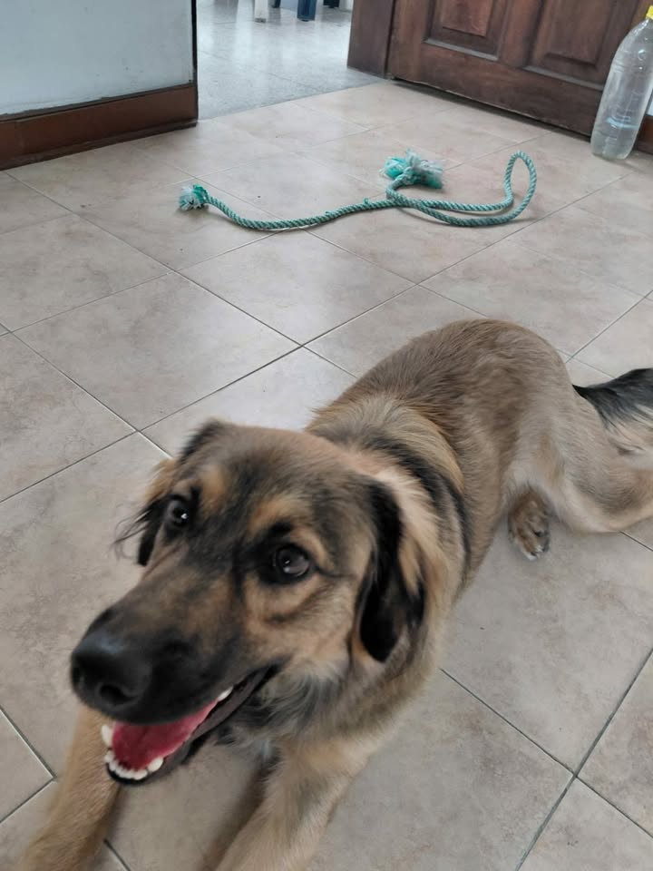 Perrito encontrado en Pereira, Risaralda 