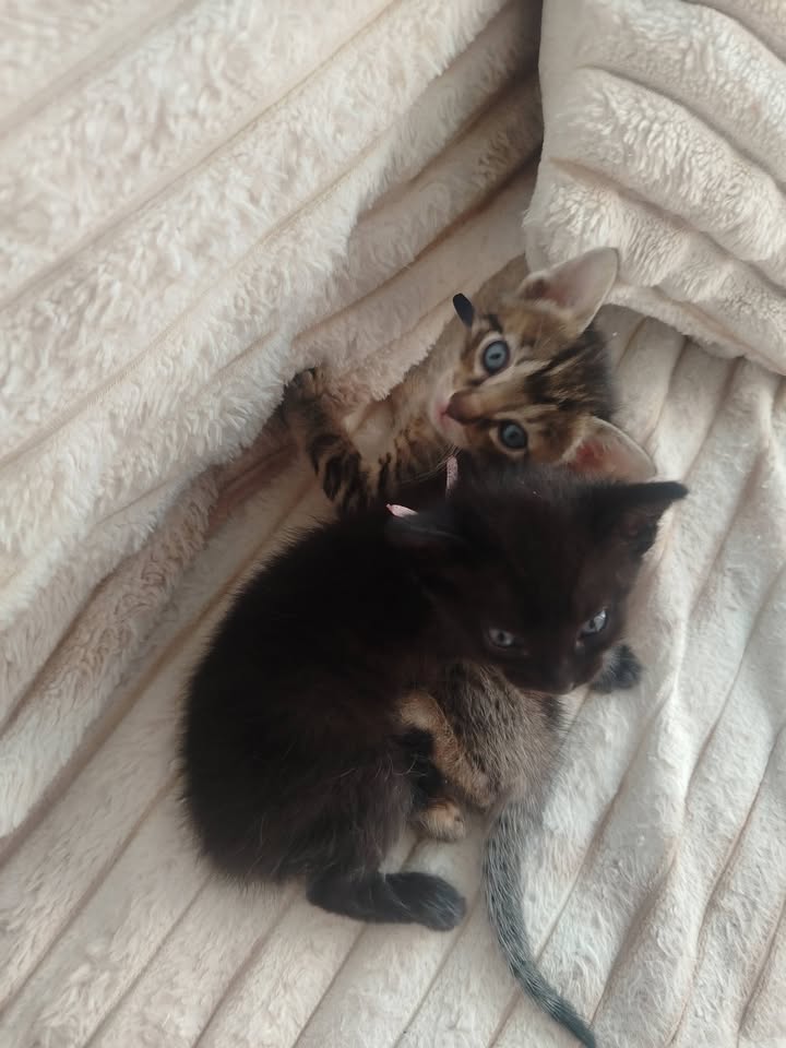 Gatitos en adopción en Bogotá 