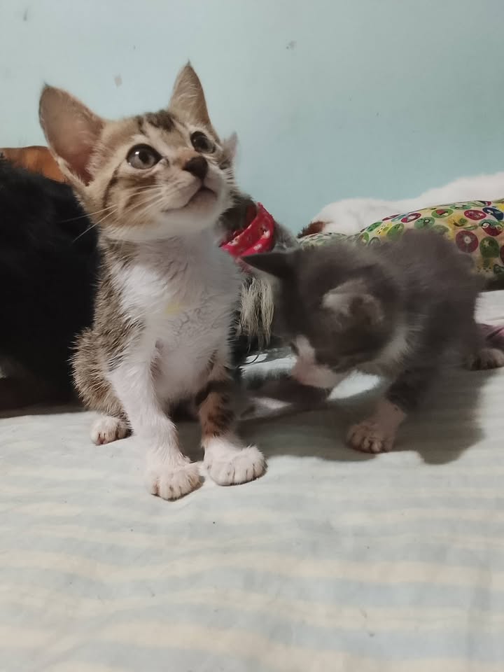 Adopta gatita de dos meses en Neira, Caldas 