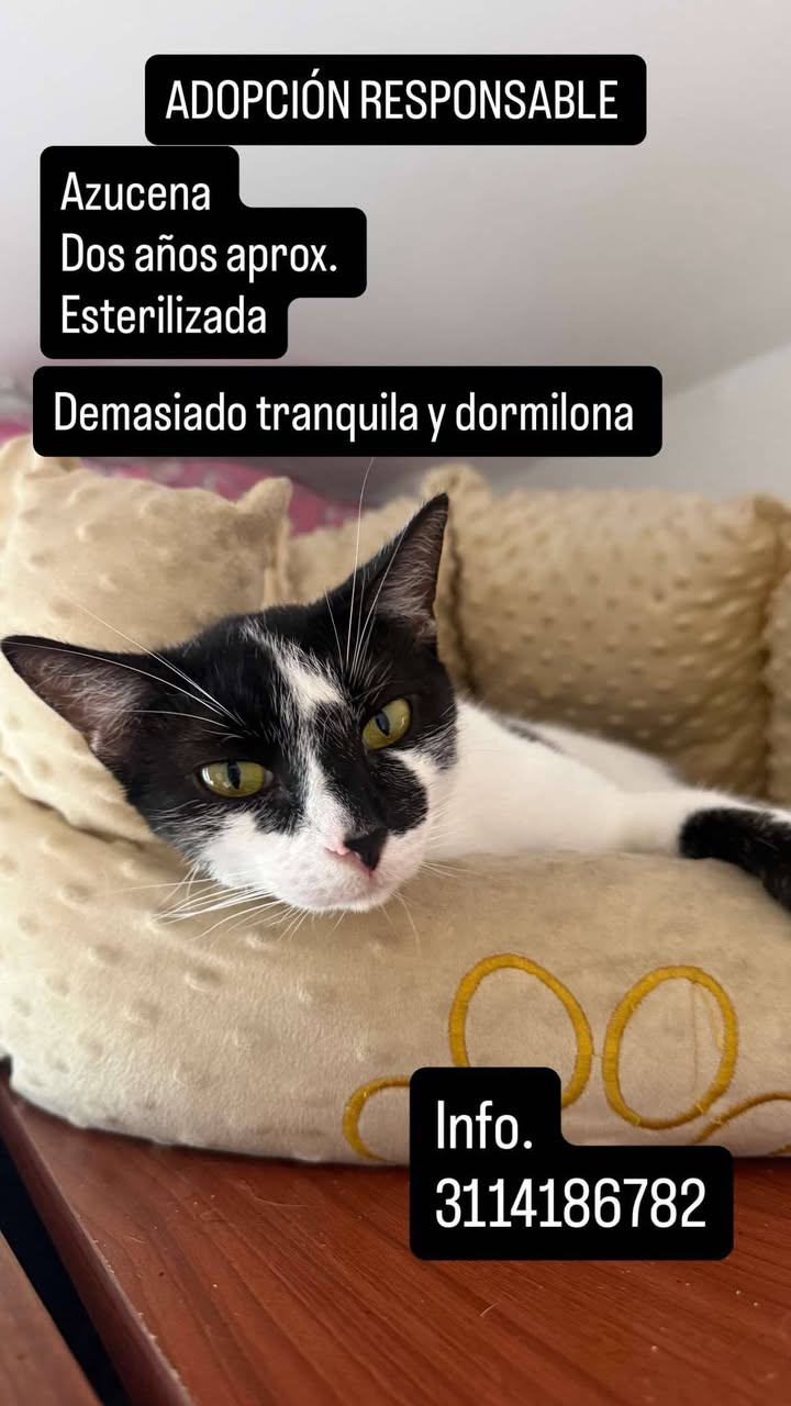 Gato en adopción en Pereira, Risaralda 