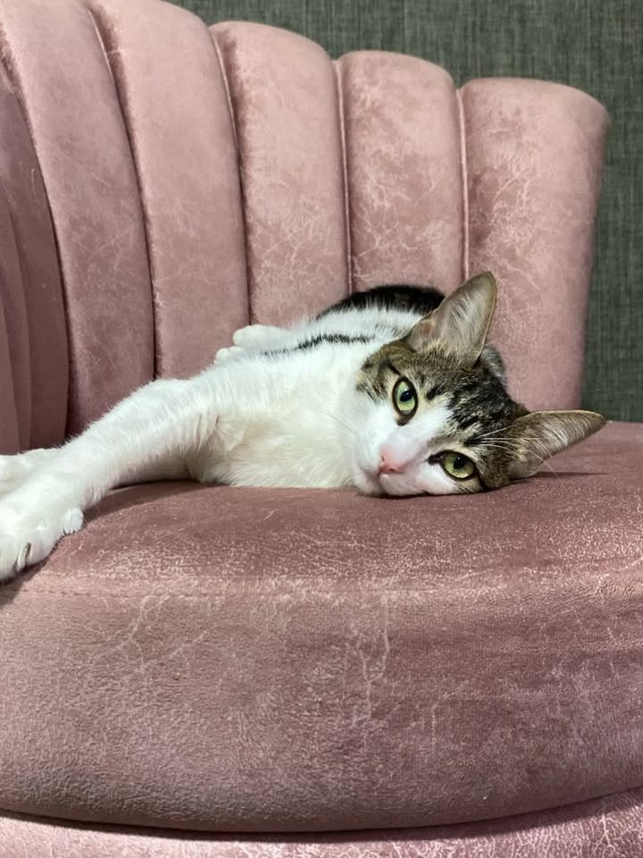Gatita Akira busca hogar 