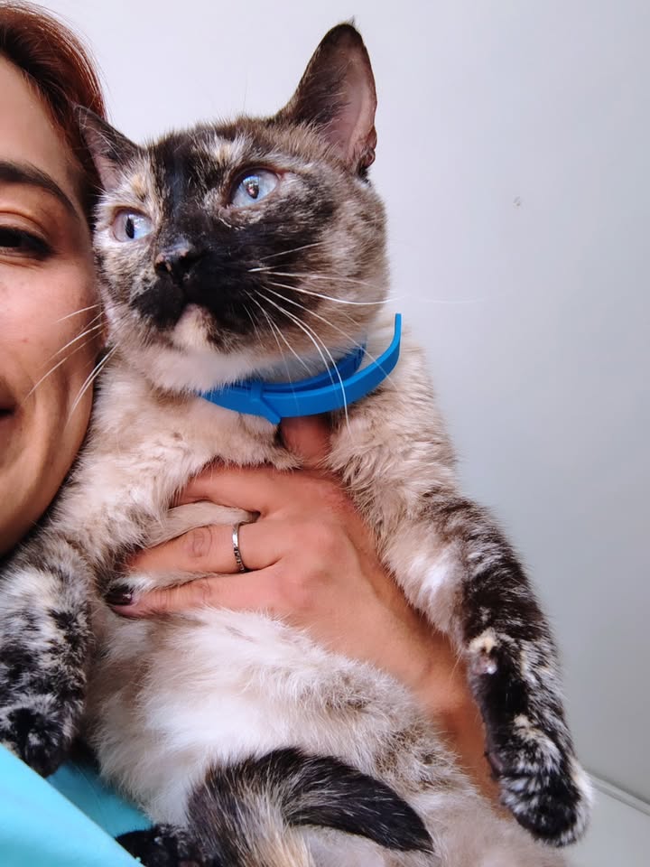 Gata adulta en adopción responsable en Bogotá 