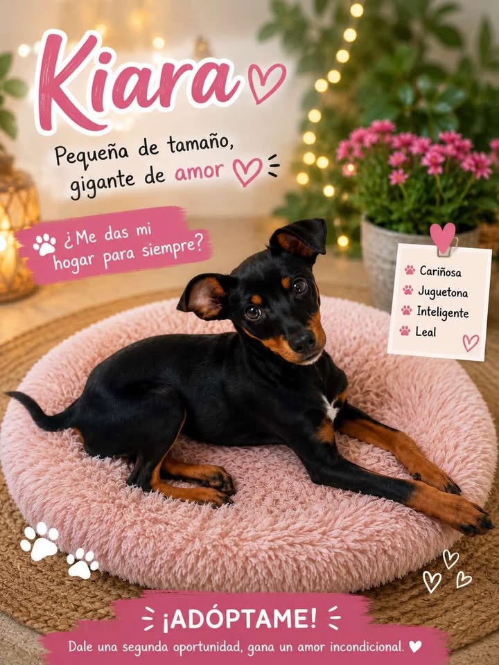 Adopta a Kiara: Perra juguetona y cariñosa en Tuluá 