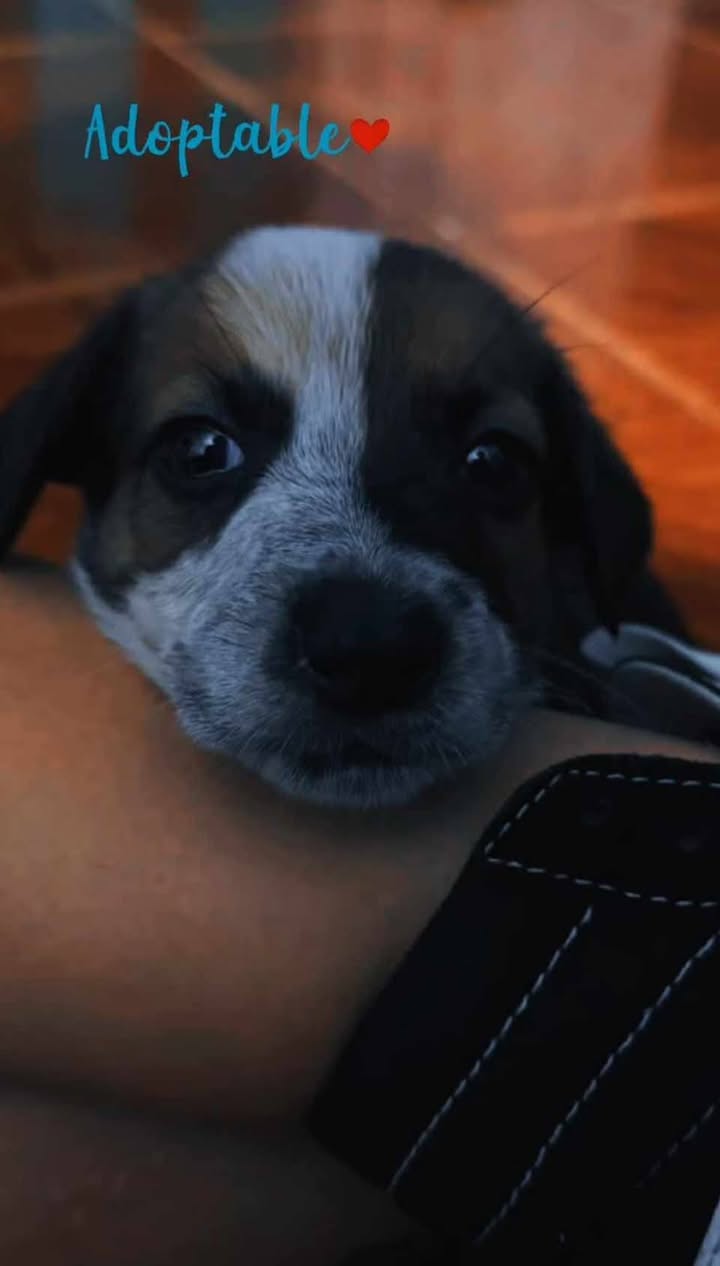 Cachorros en adopción en Tuluá, Valle 