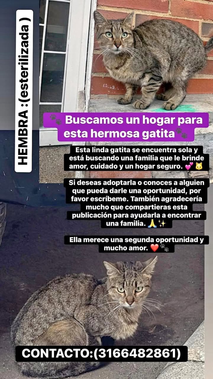 Adopta Gata Esterilizada en Bogotá 