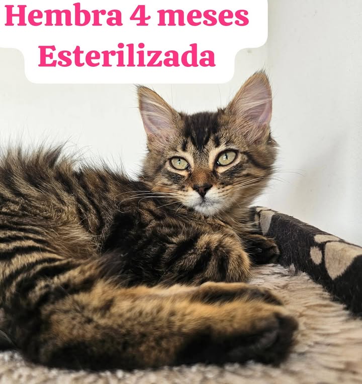 Gatos en Adopción Bogotá Colombia 
