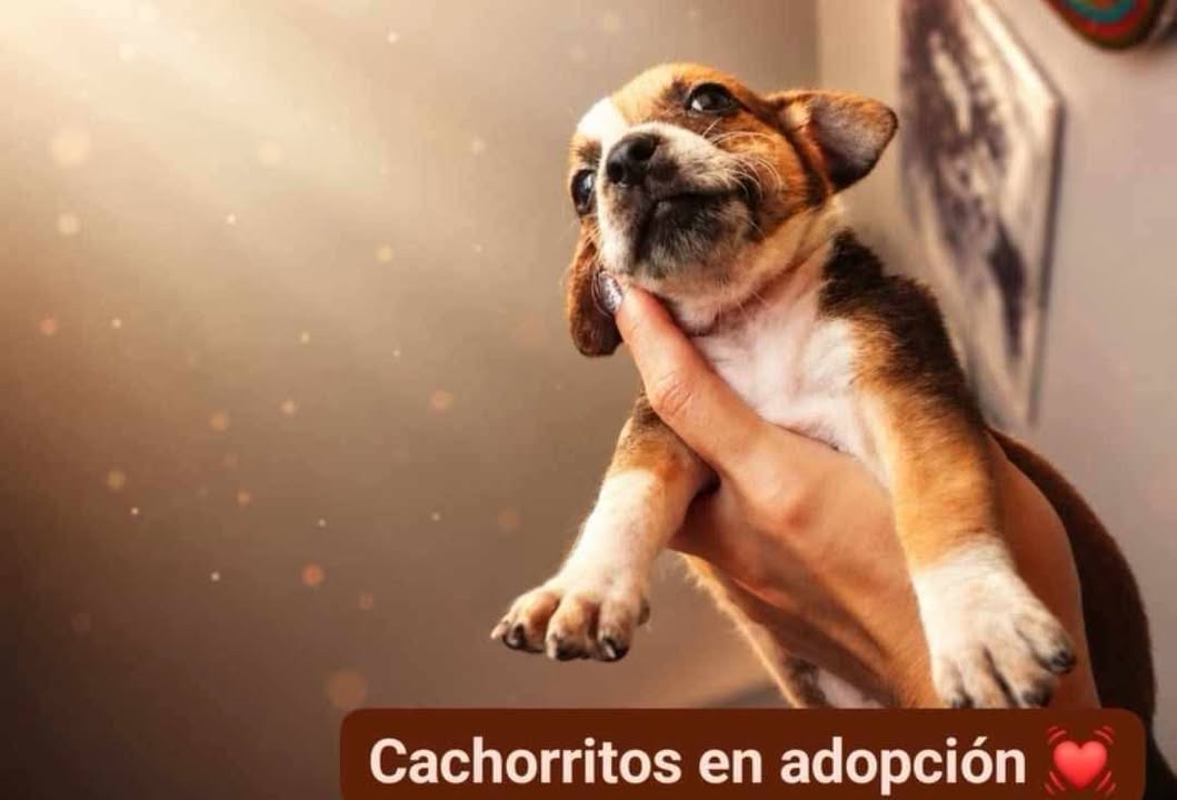 Cachorros en adopción en Tuluá, Valle 