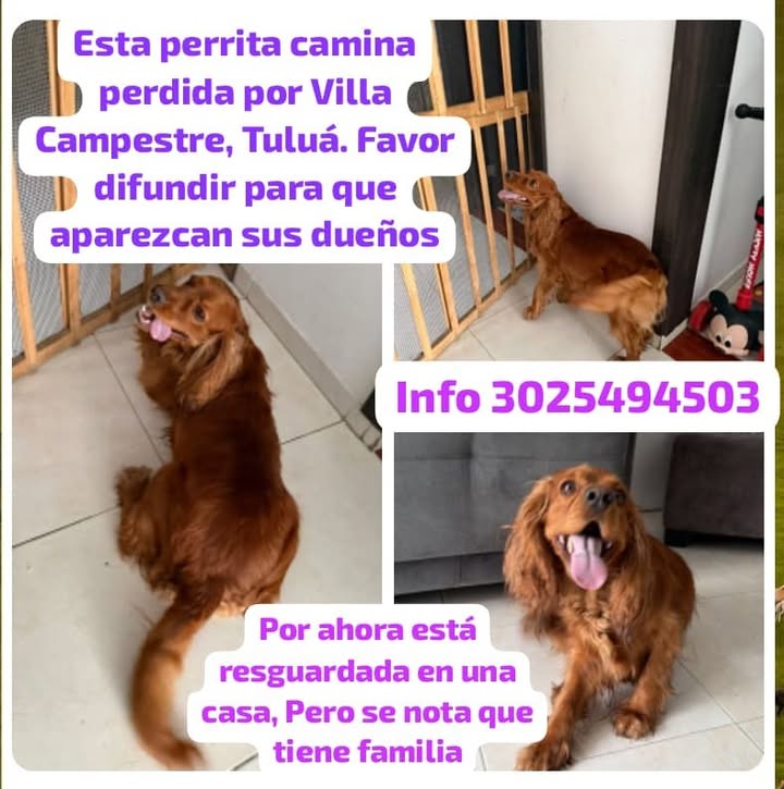 Perrita encontrada en Tuluá, Valle 