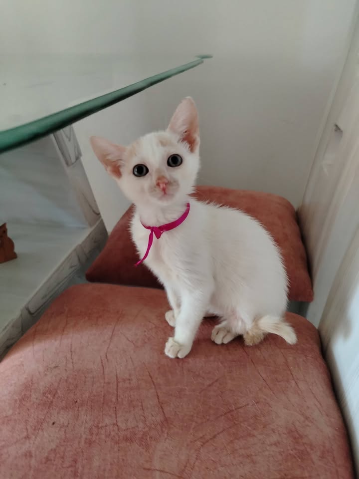 Gatos en Adopción Bogotá Colombia 
