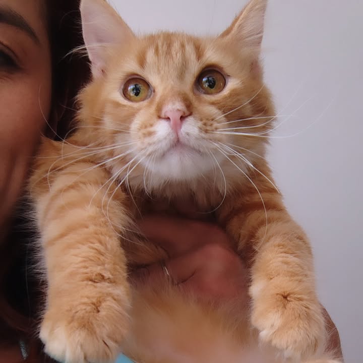 Gato Aarón busca hogar definitivo en Bogotá 