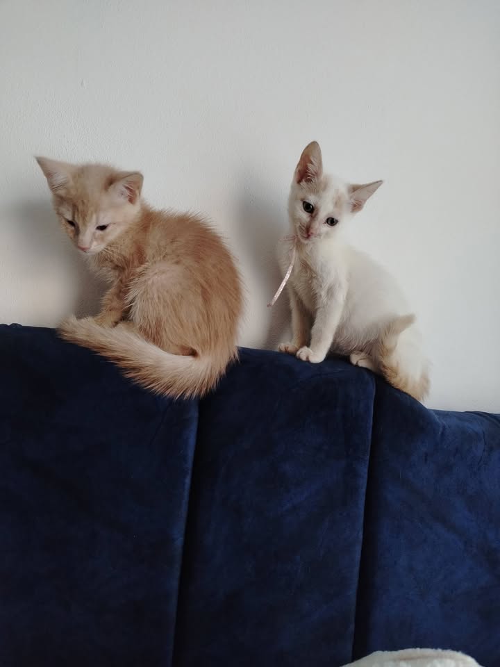 Gatitos en adopción en Bogotá 