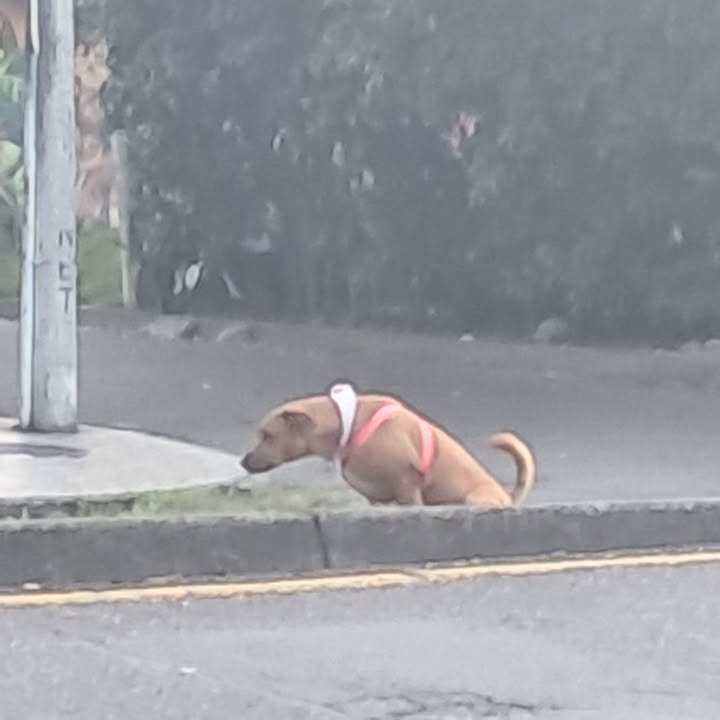 Perro perdido en La Virginia, Risaralda 
