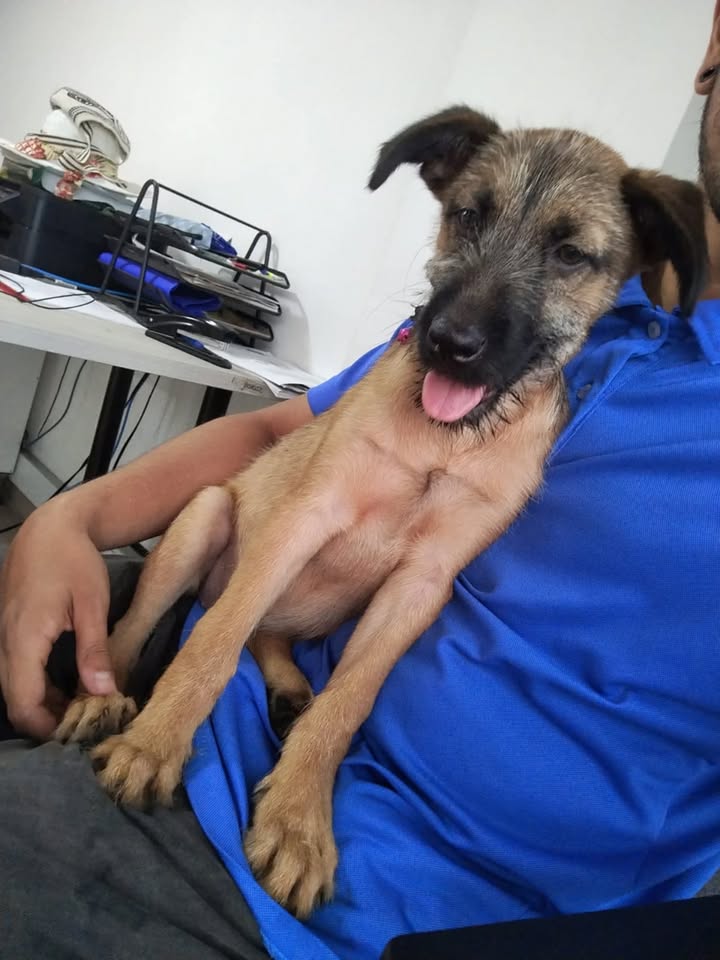 Cachorra joven busca hogar responsable en Pereira 