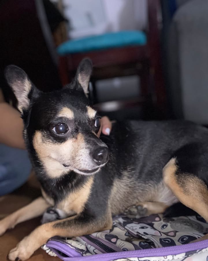 Perrita adulta encontrada en La Virginia, Risaralda 