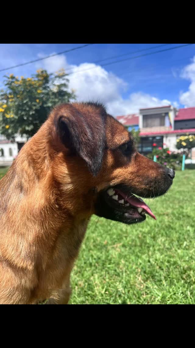 Perrita Ester busca hogar en adopción en Bogotá 