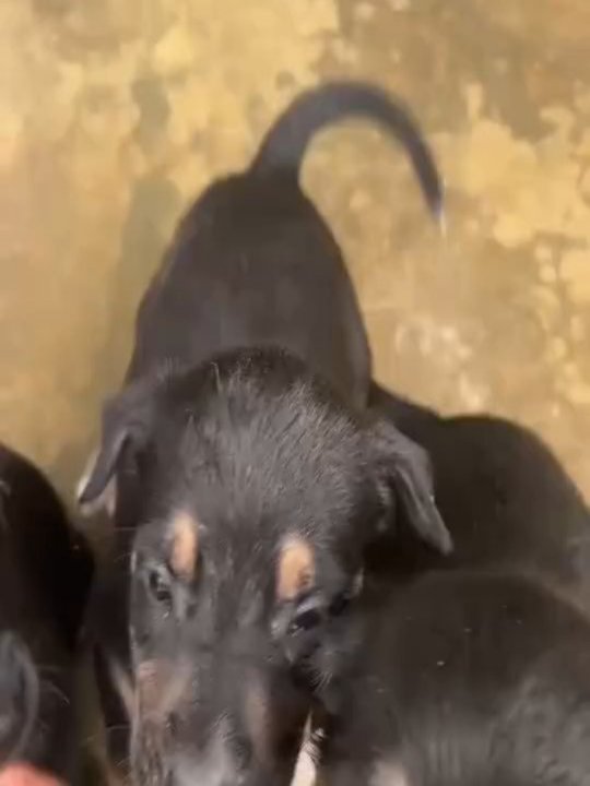 Cachorros en adopción en Pereira, Risaralda 
