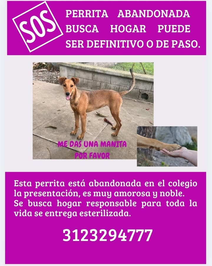 Perrita Abandonada Busca Hogar Definitivo o de Paso 