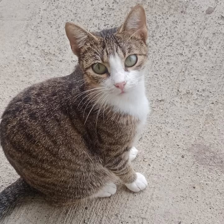 Gatita de 8 meses busca hogar en Pereira, Risaralda 