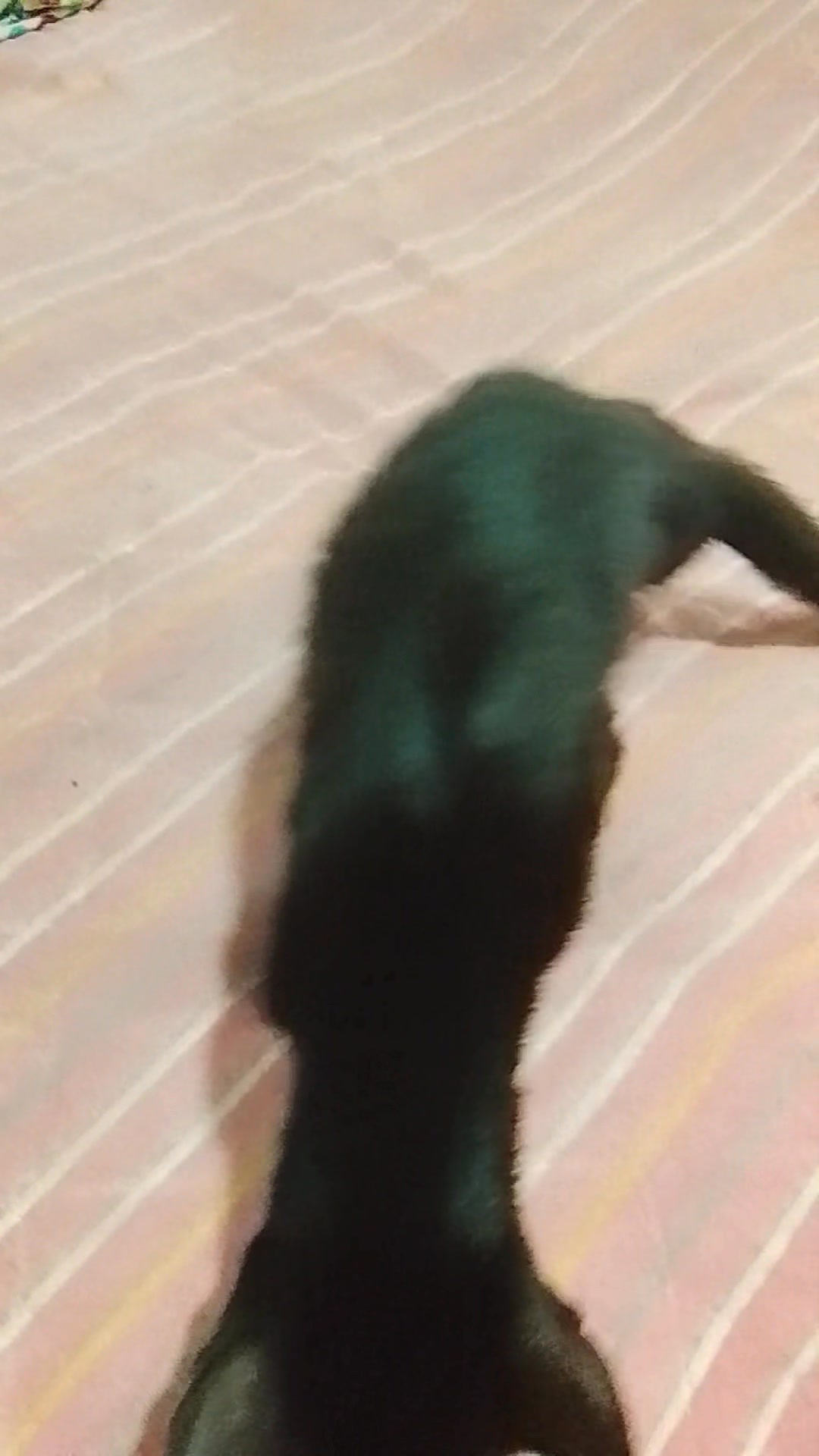 Gatica rescatada en Neira, Caldas necesita ayuda veterinaria y adopción 