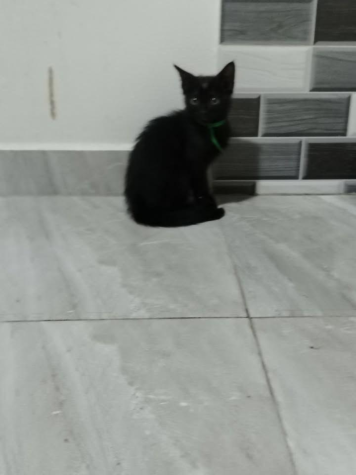 Gatos en Adopción Bogotá Colombia 
