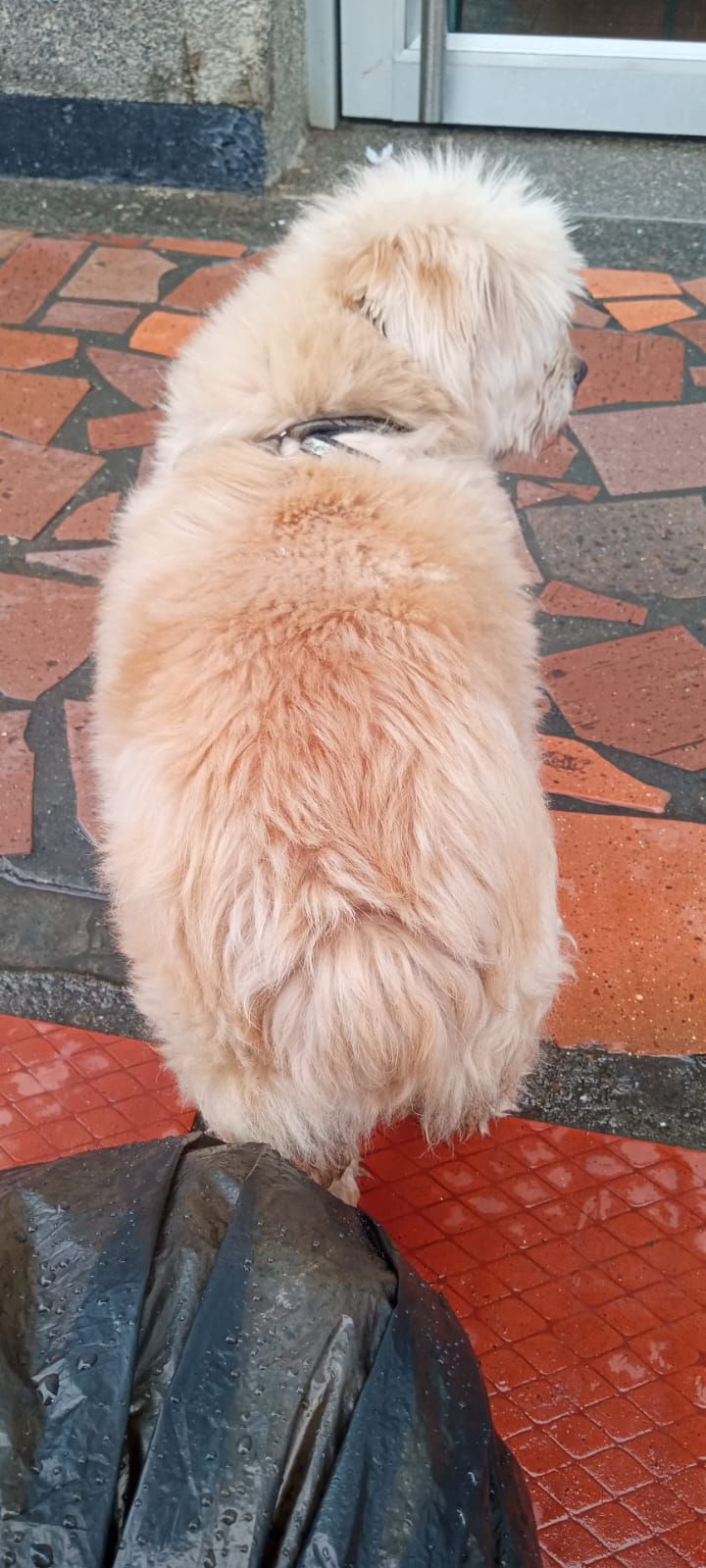 Perrito extraviado en Sevilla, Valle 