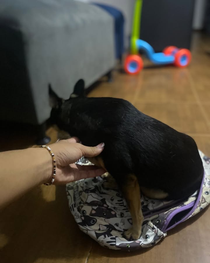 Perrita adulta encontrada en La Virginia, Risaralda 